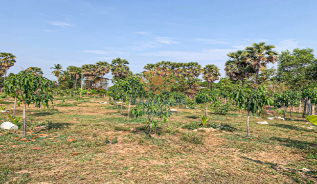 Land for Sale in Siem Reap-Run Ta Aek